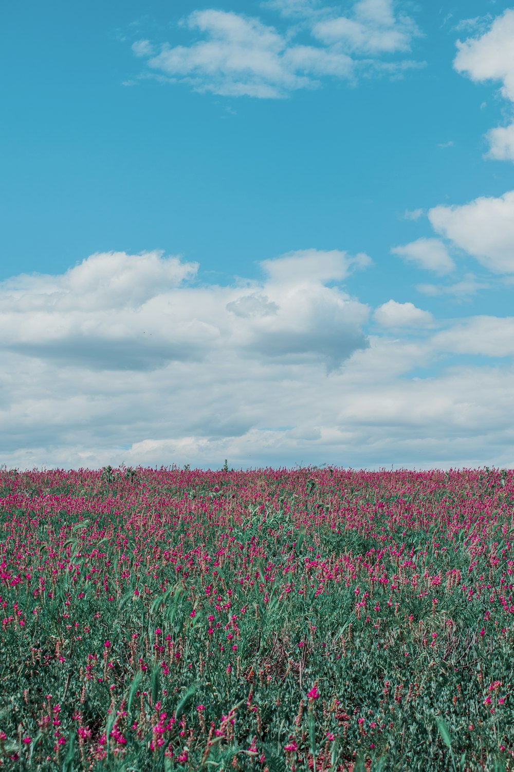 green and brown grass field under blue sky and white clouds during daytime