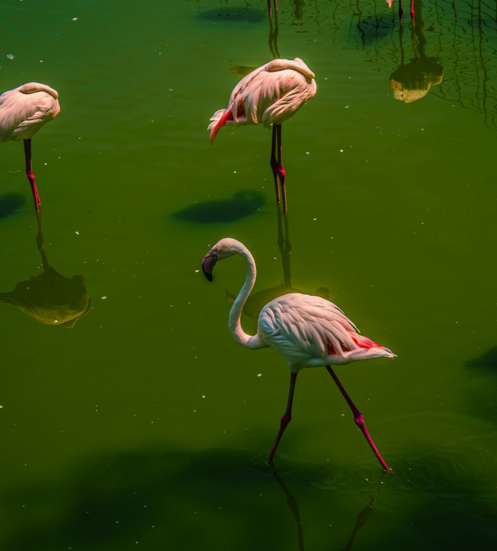 pink flamingos on water during daytime