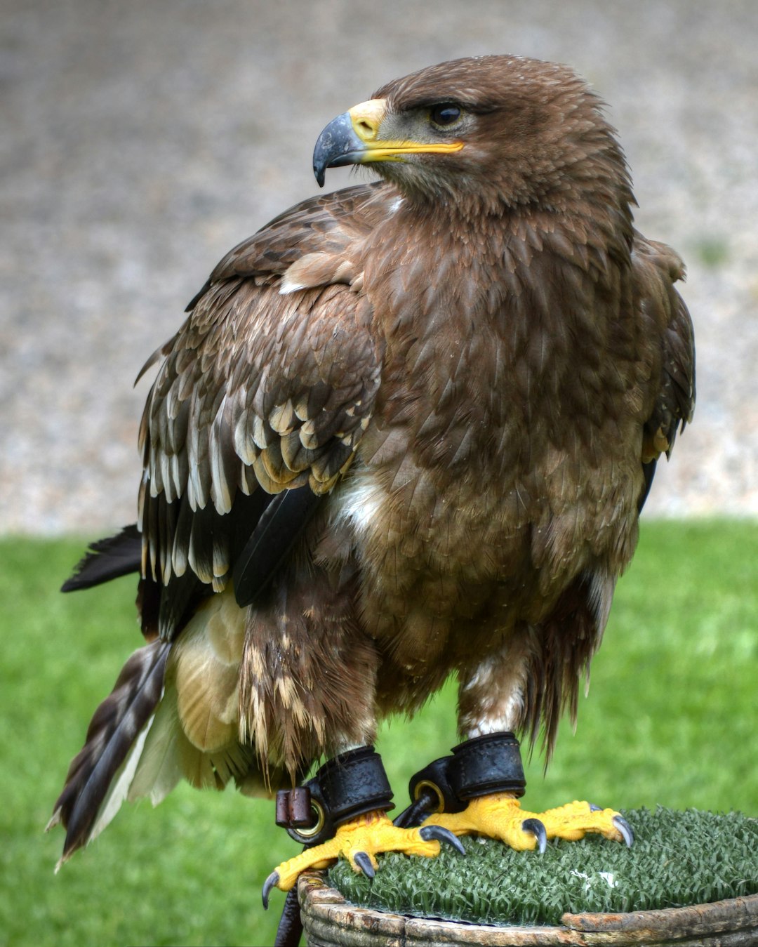 Eagle perched on durable mesh