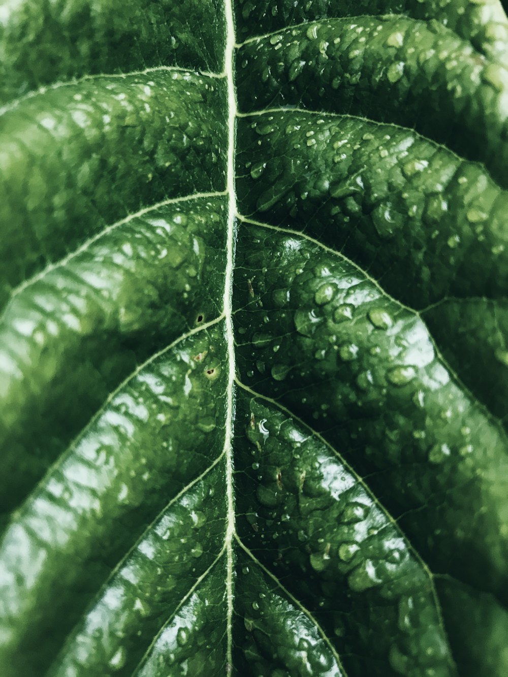 緑の葉についた水滴