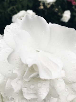 white flower with water droplets