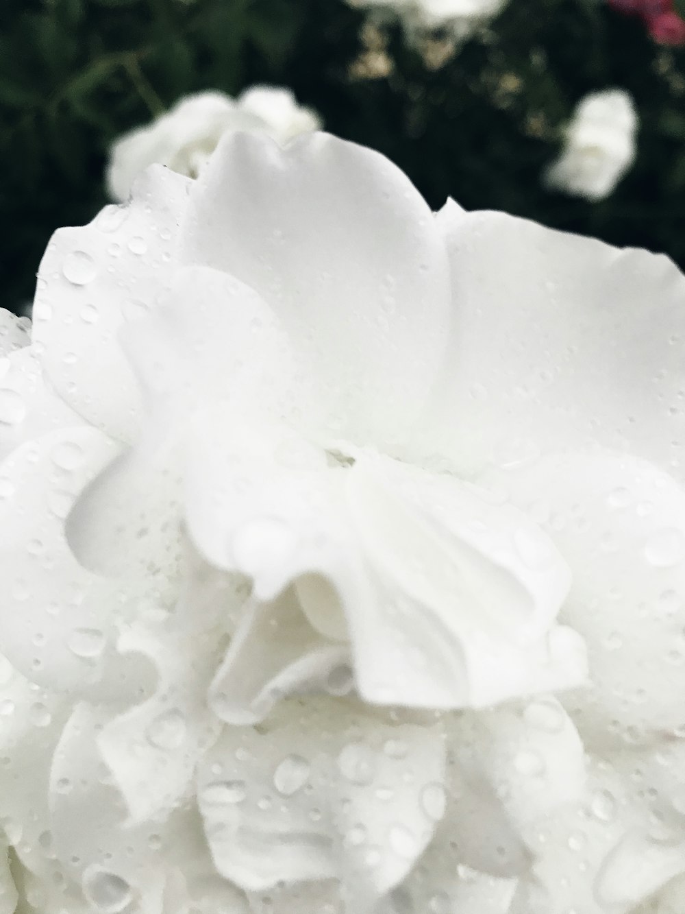 white flower with water droplets