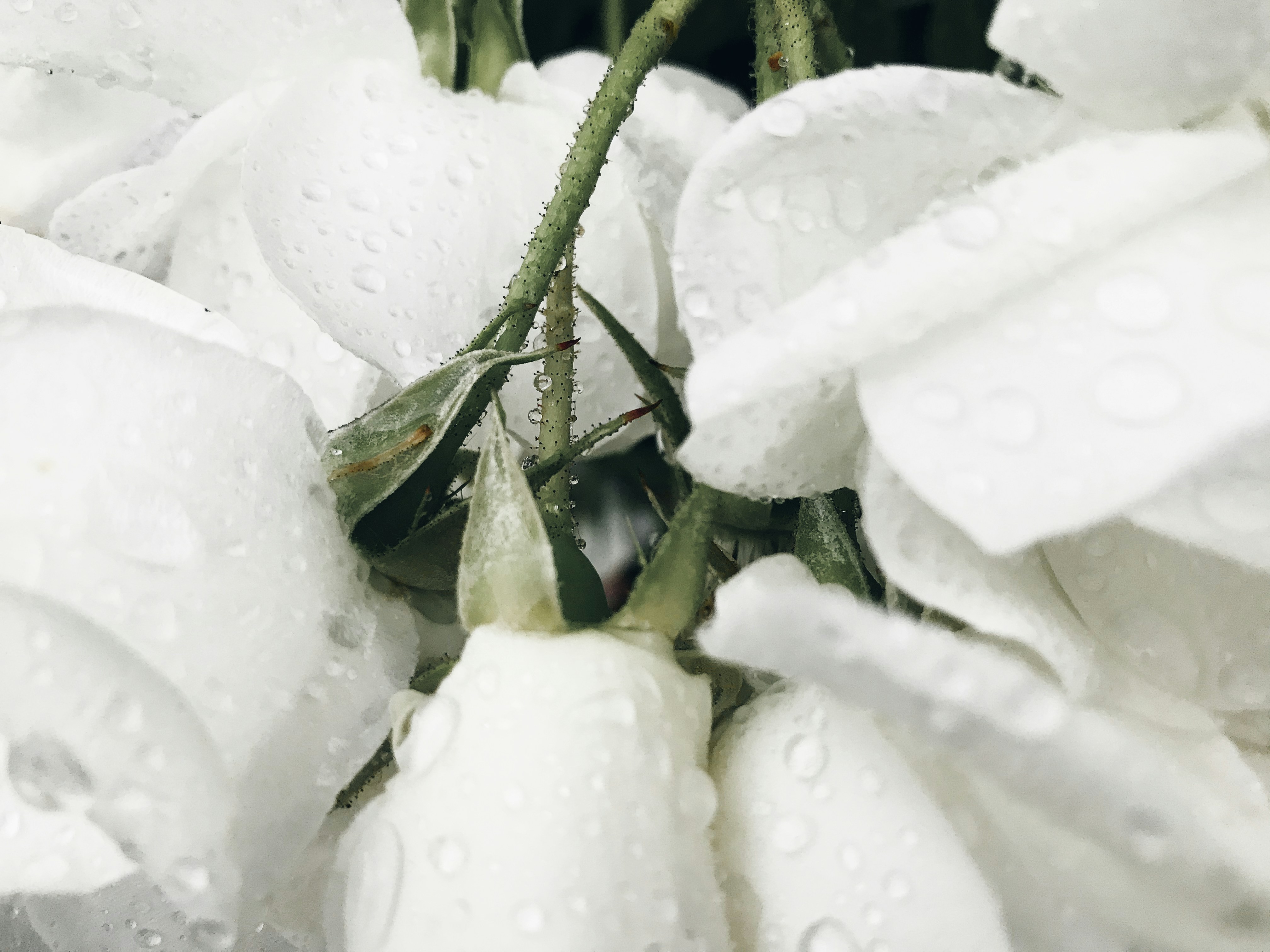 White flower with water droplets