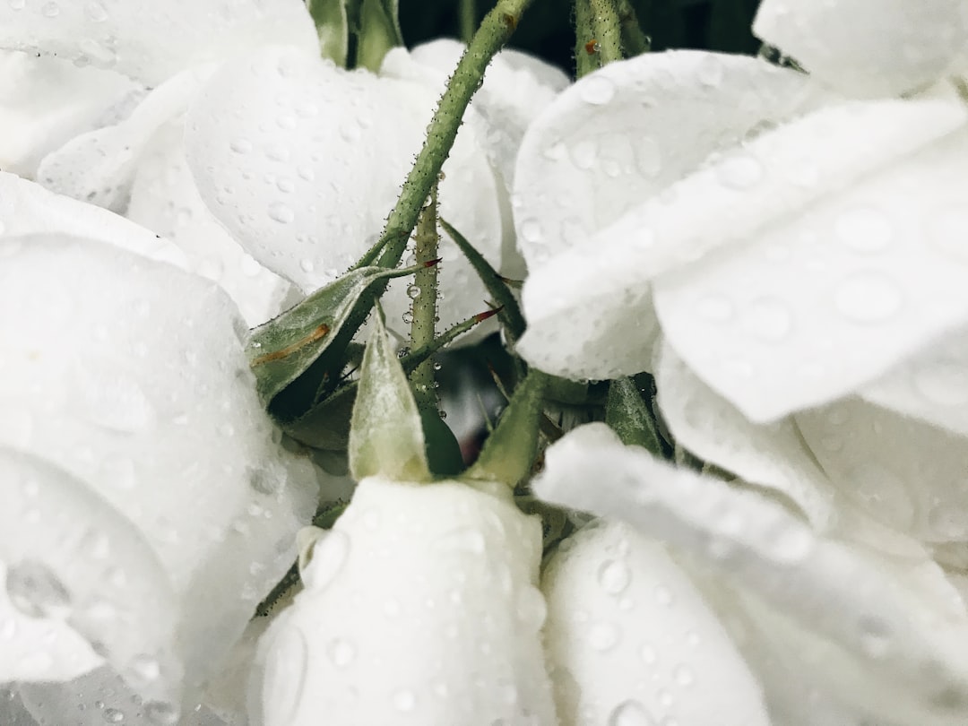 white flower with water droplets