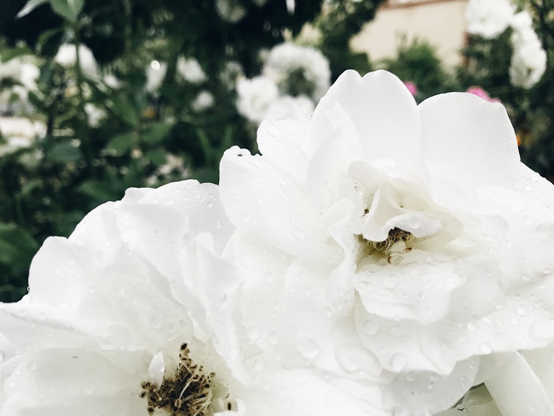 white flower with green leaves