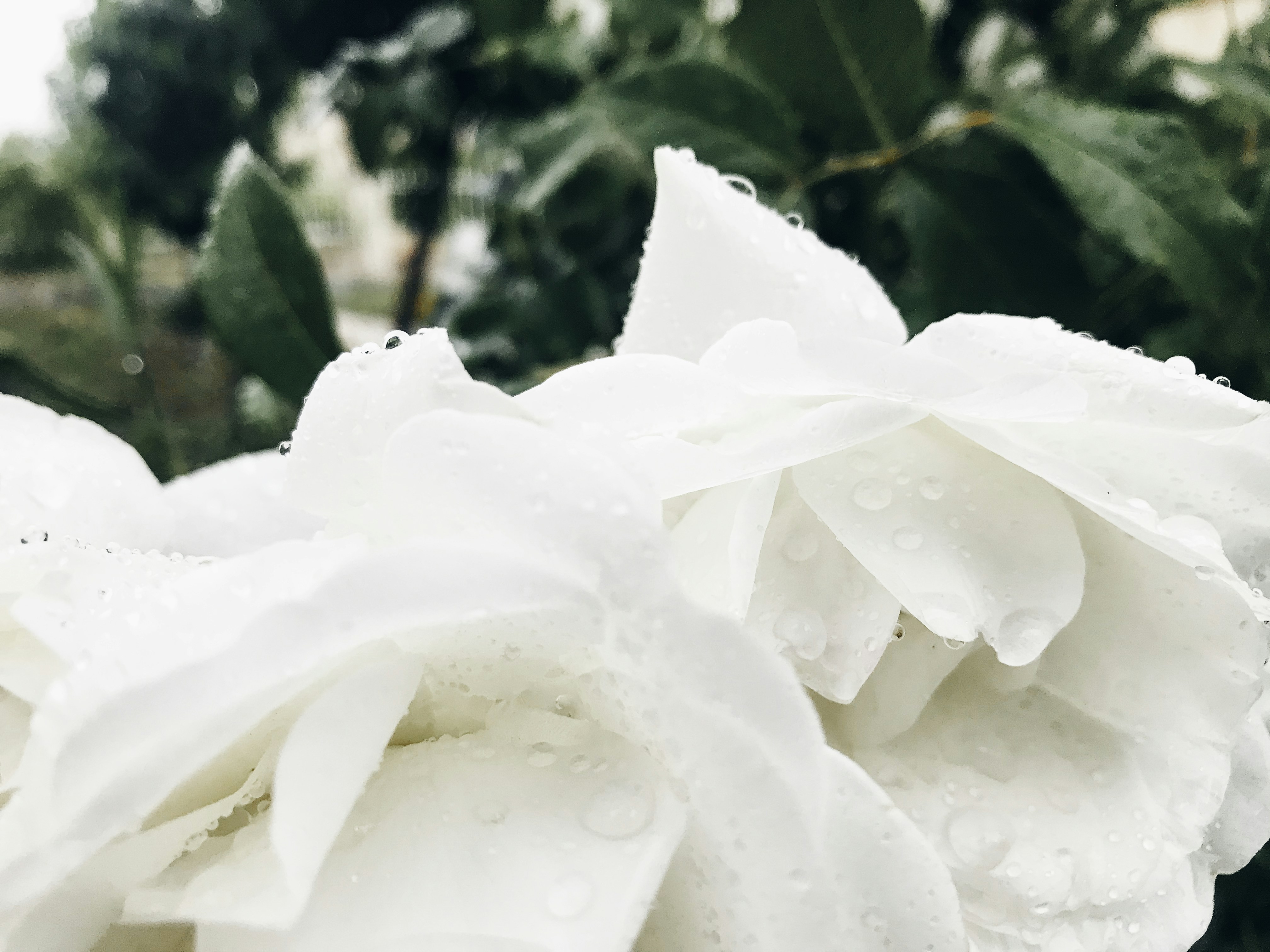 rose blanche en fleurs pendant la journée