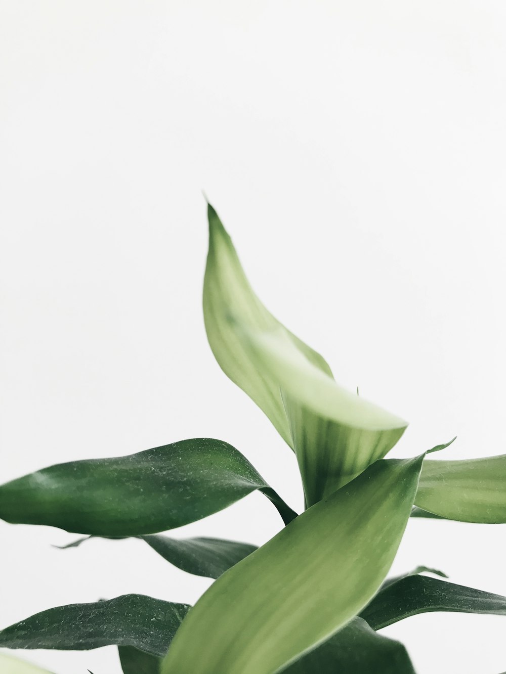 green plant with white background