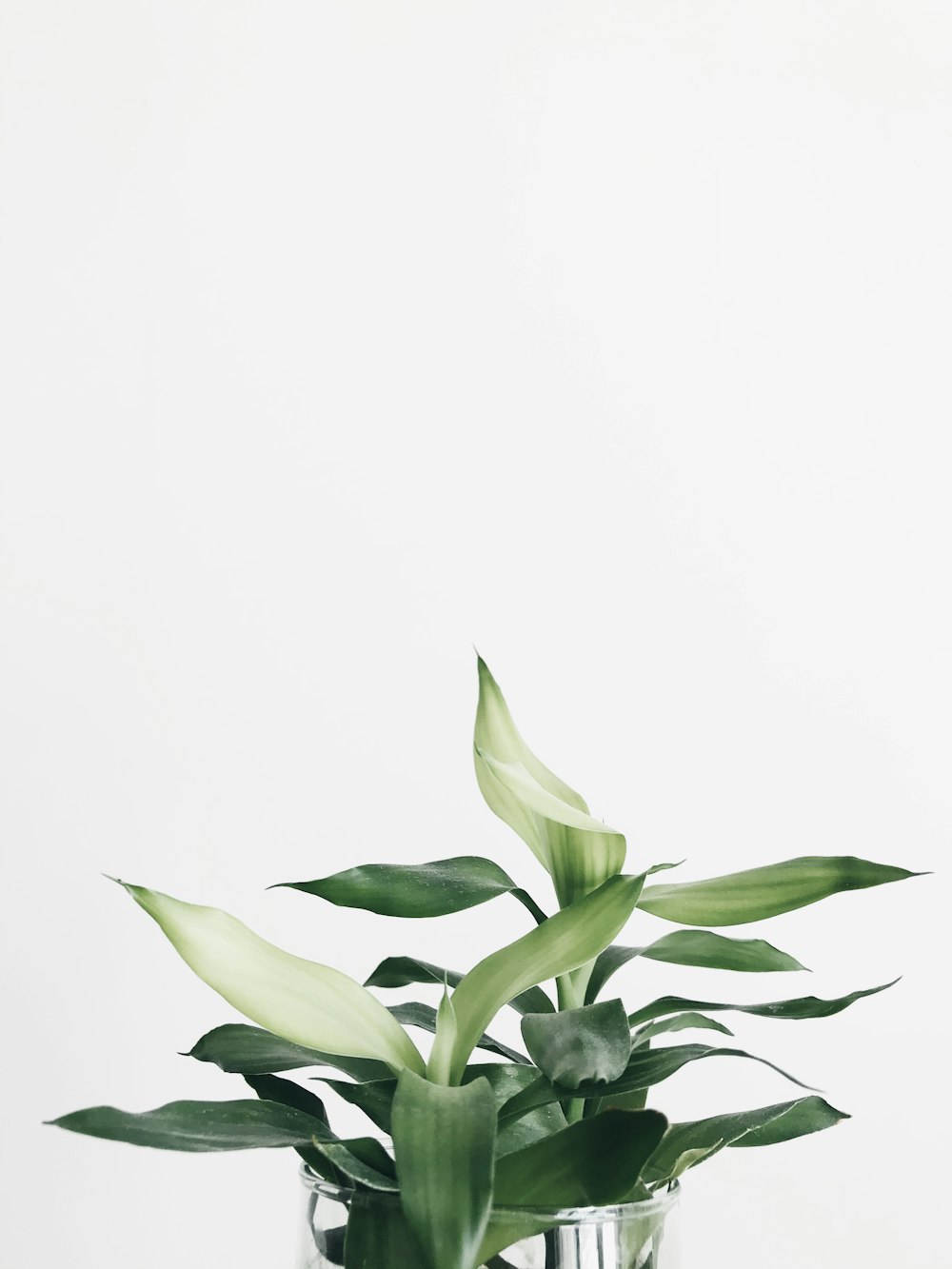 green leaves on white background