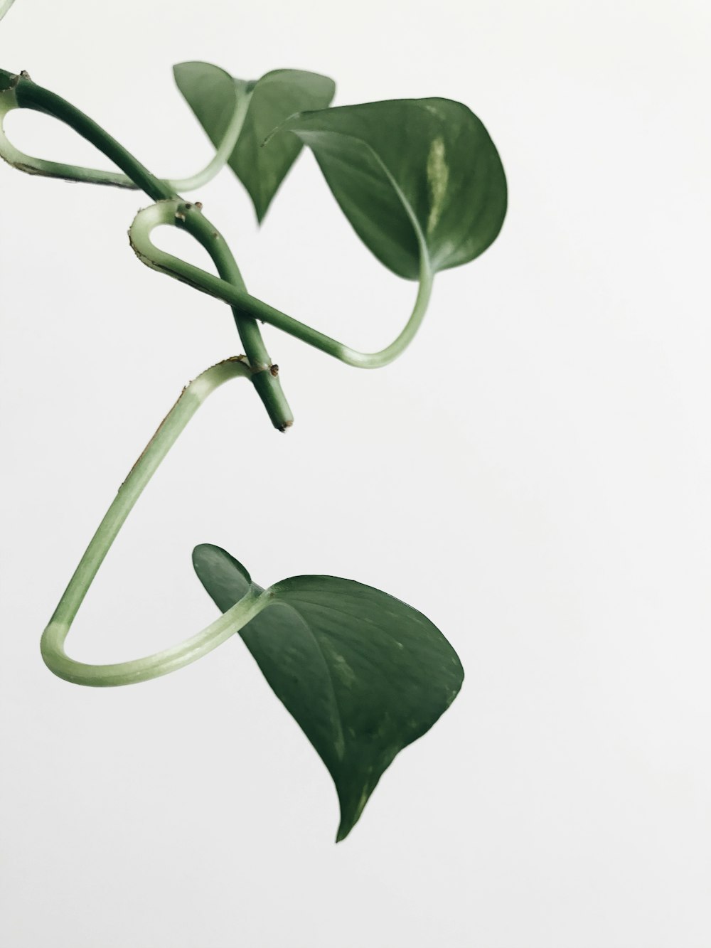 green plant with white background