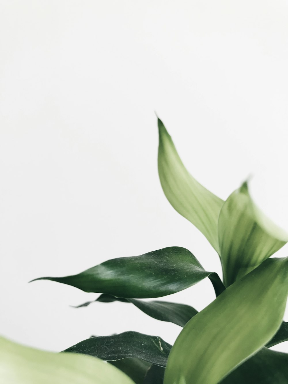 green plant with white background