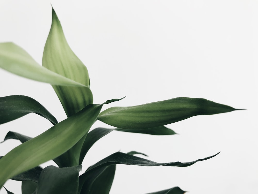 green plant with white background