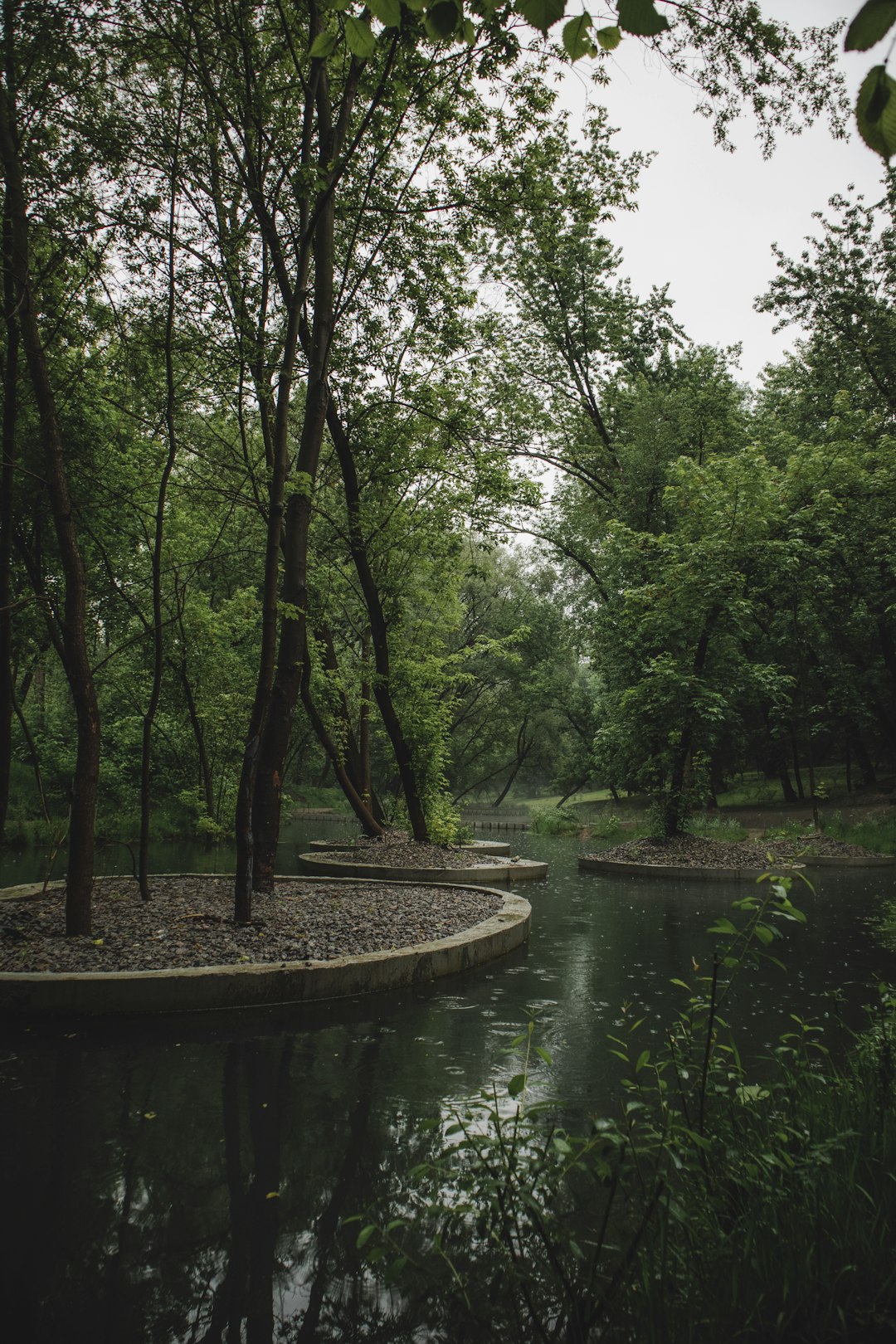 green trees beside river during daytime