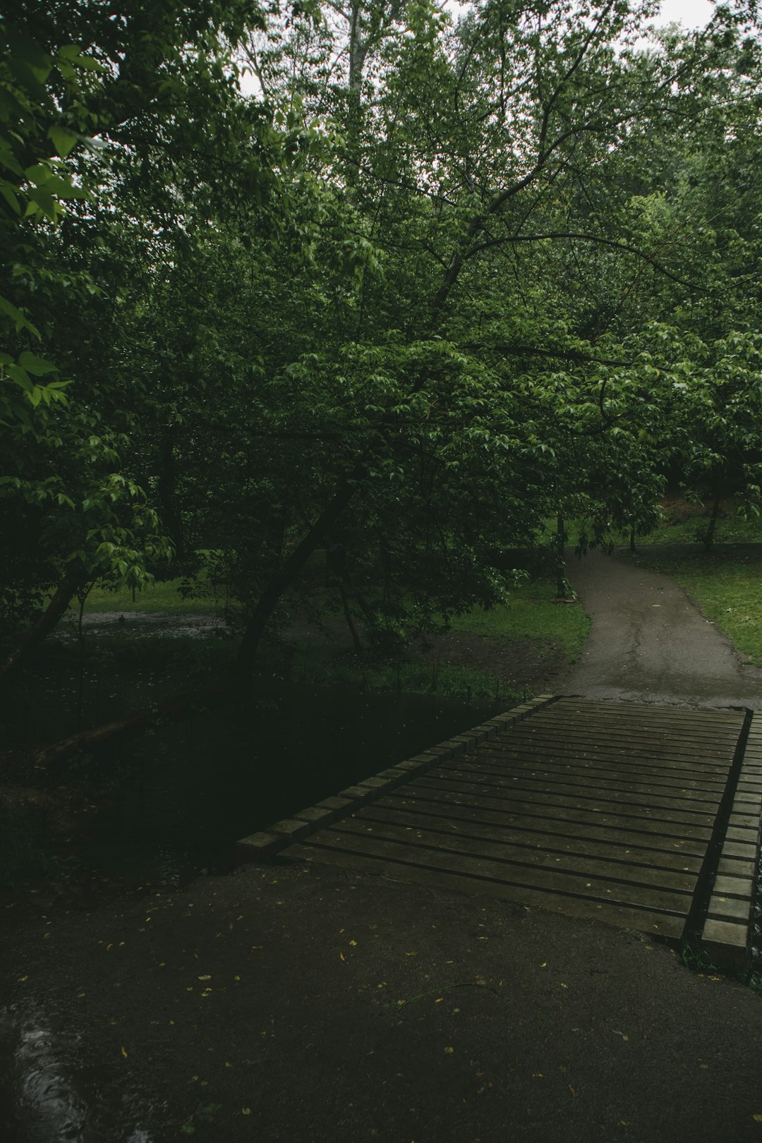 green trees beside gray concrete road