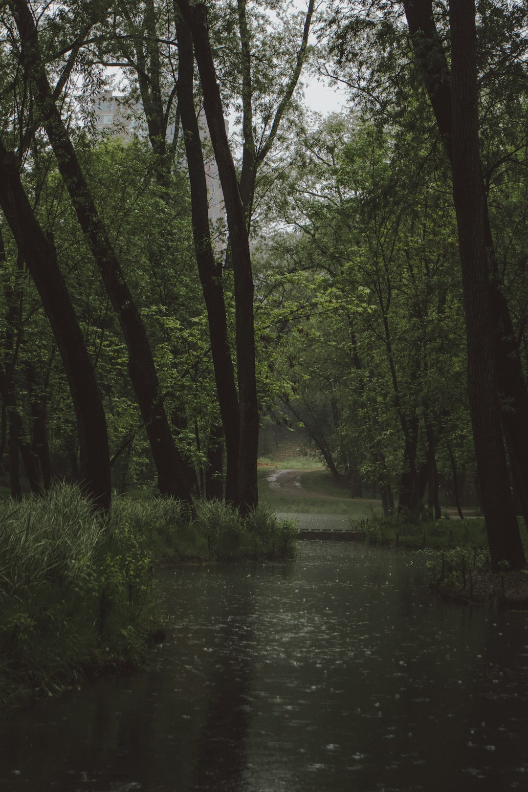 green trees beside river during daytime