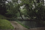 A serene nature scene featuring lush greenery and tranquility.