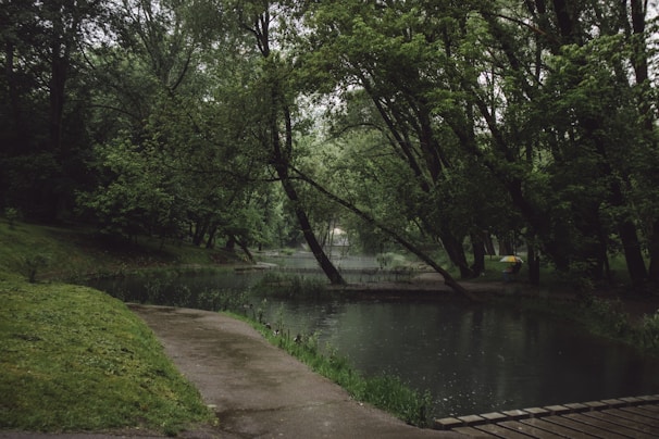 A serene nature scene featuring a tranquil pond surrounded by lush green foliage and tall trees. A path winds its way around the water, partially covered by shadows and sunlight filtering through the branches.