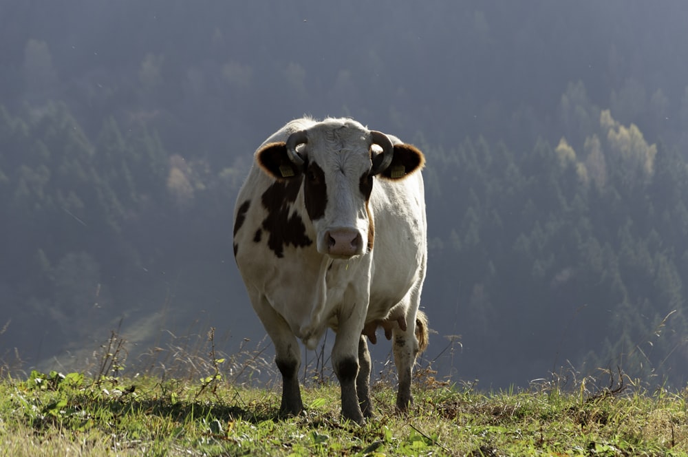 Vaca blanca y negra en el campo de hierba verde bajo el cielo azul durante el día