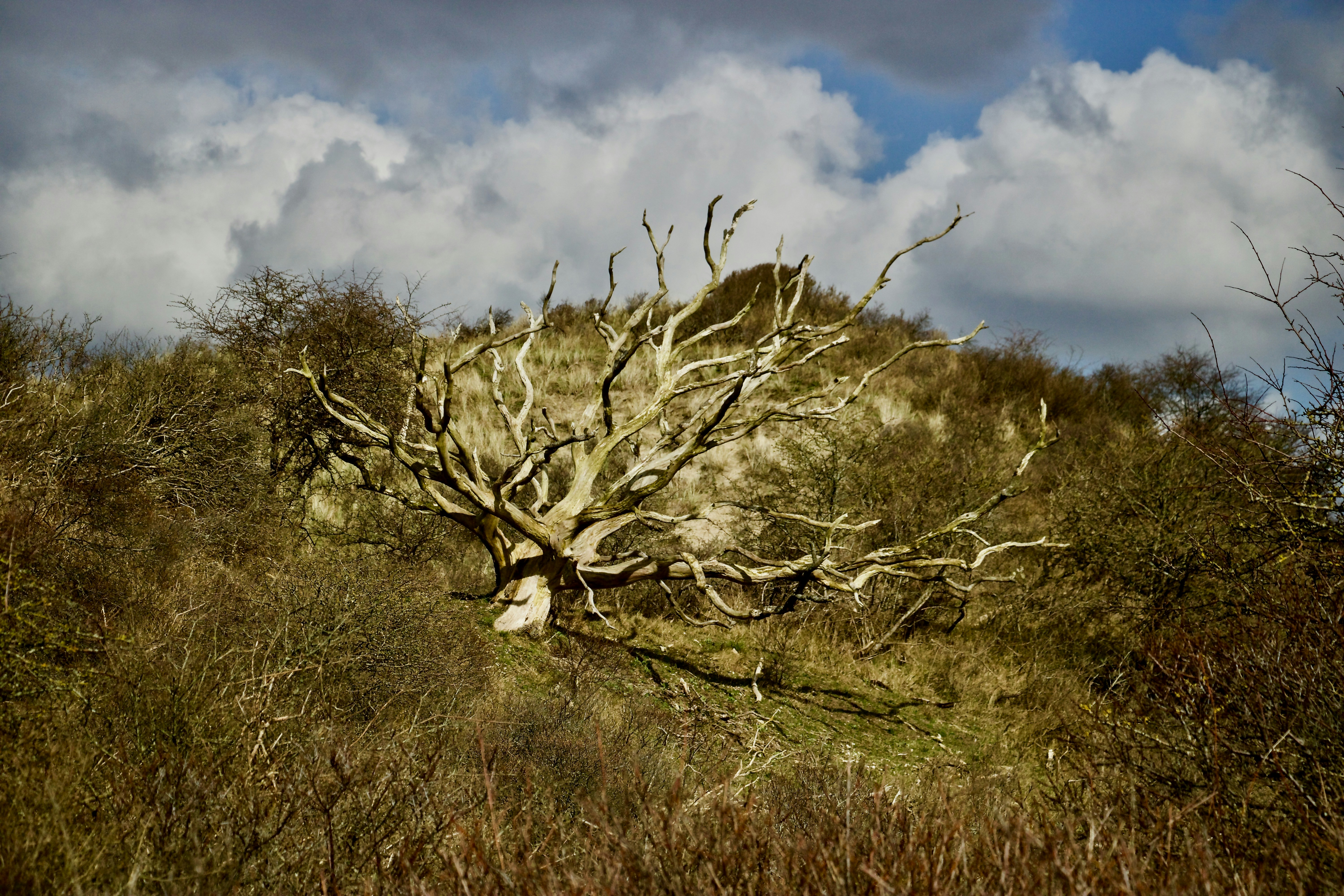 brown leafless tree under cloudy sky during daytime