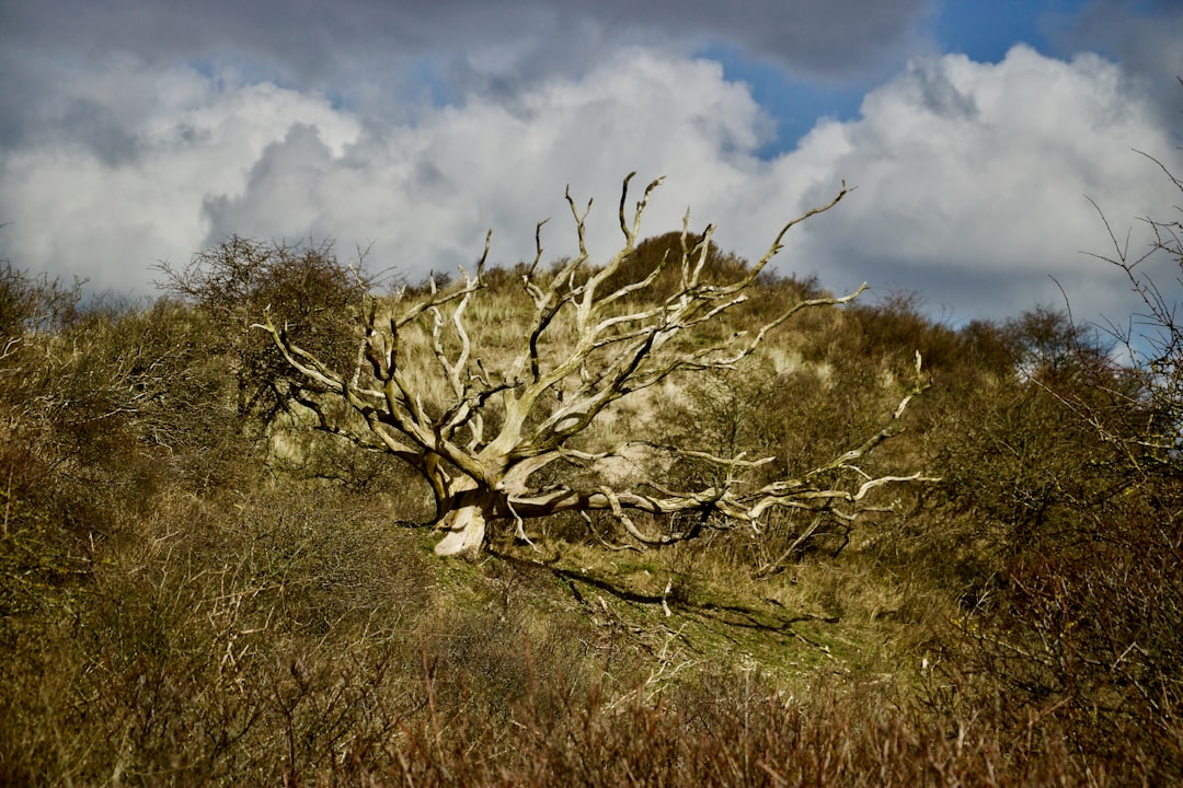 Nature reserve photo spot Bloemendaal Delft