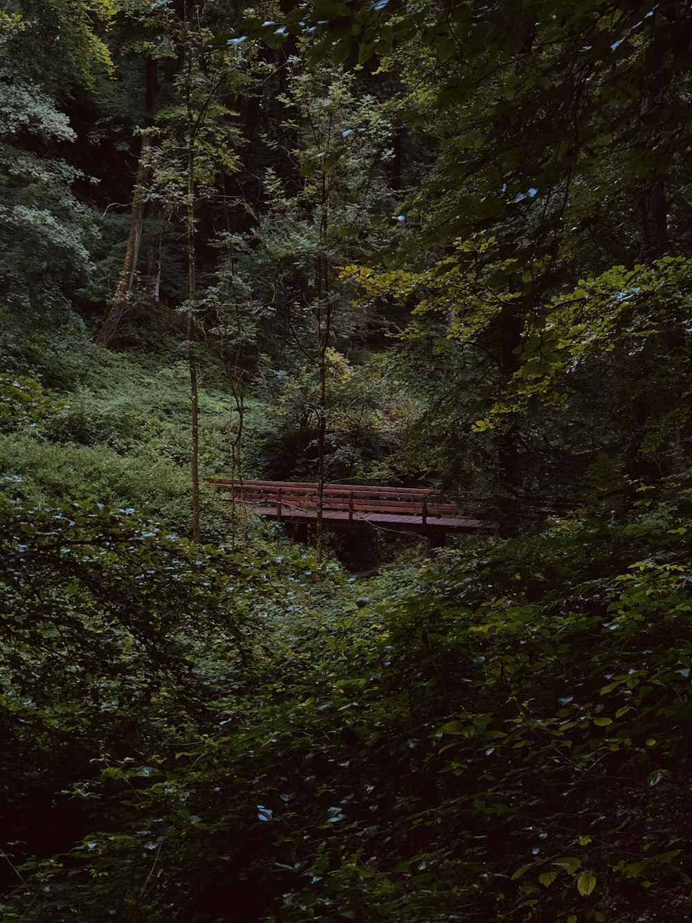 brown wooden bridge in the middle of forest