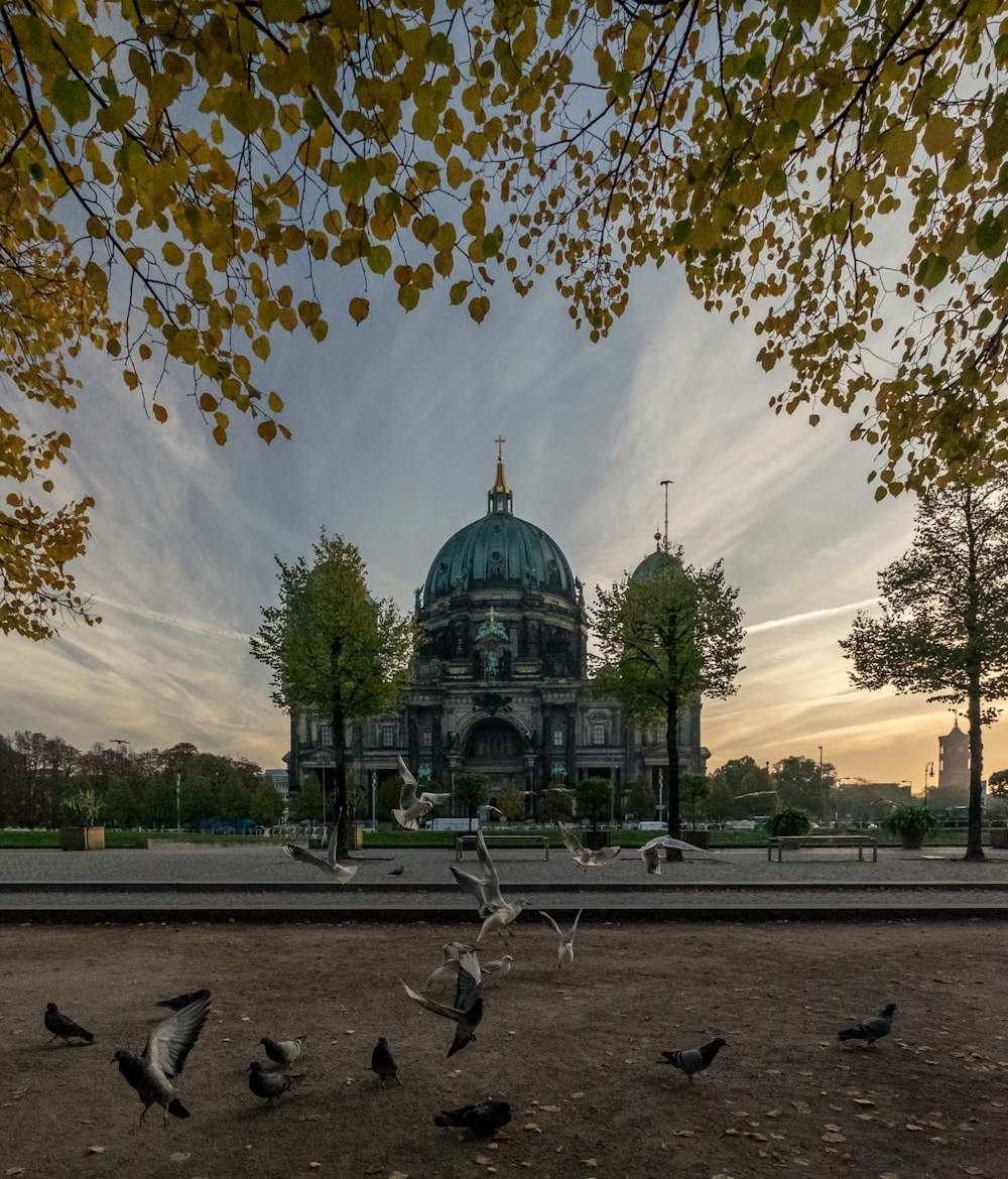 people walking on park with flock of birds flying over the green dome building during daytime