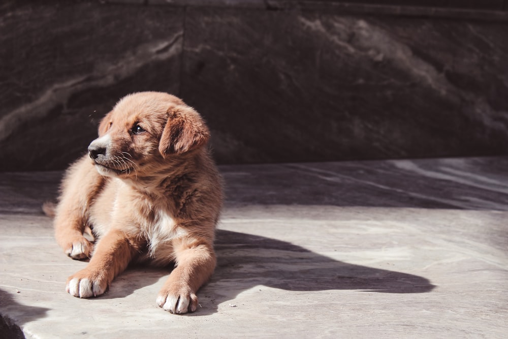 golden retriever puppy lying on floor