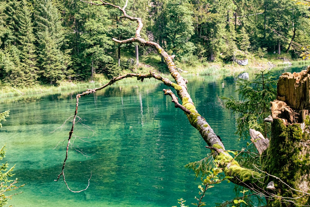 brown tree branch on green water