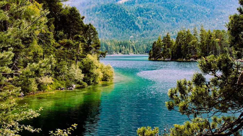 green trees beside blue lake during daytime