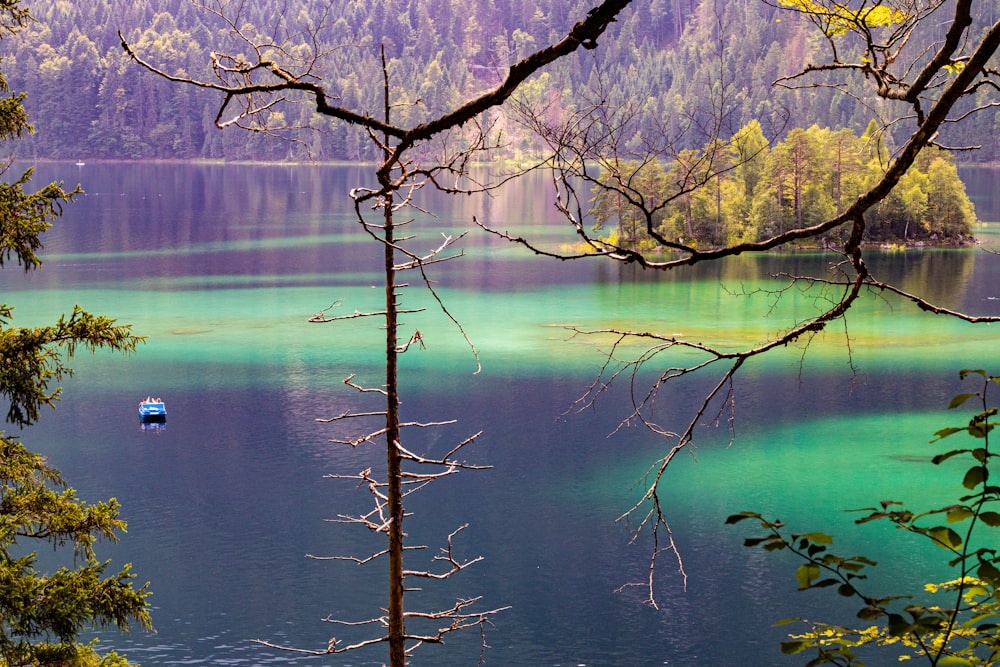 brown leafless tree near body of water during daytime