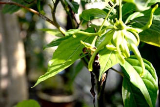 Close-up of bright green leaves and a distinctive flower with long, narrow petals in a natural setting. The petals are a blend of green and yellow hues, and some background leaves are visible, suggesting sunlight filtering through a canopy.