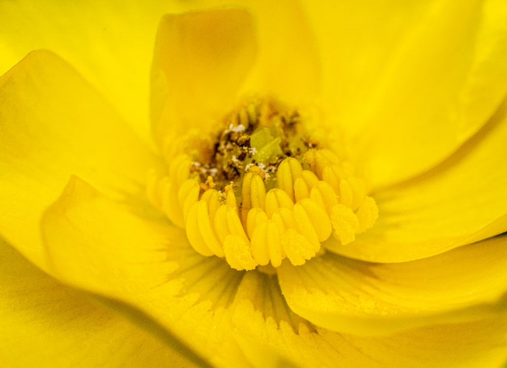 flor amarela na fotografia macro