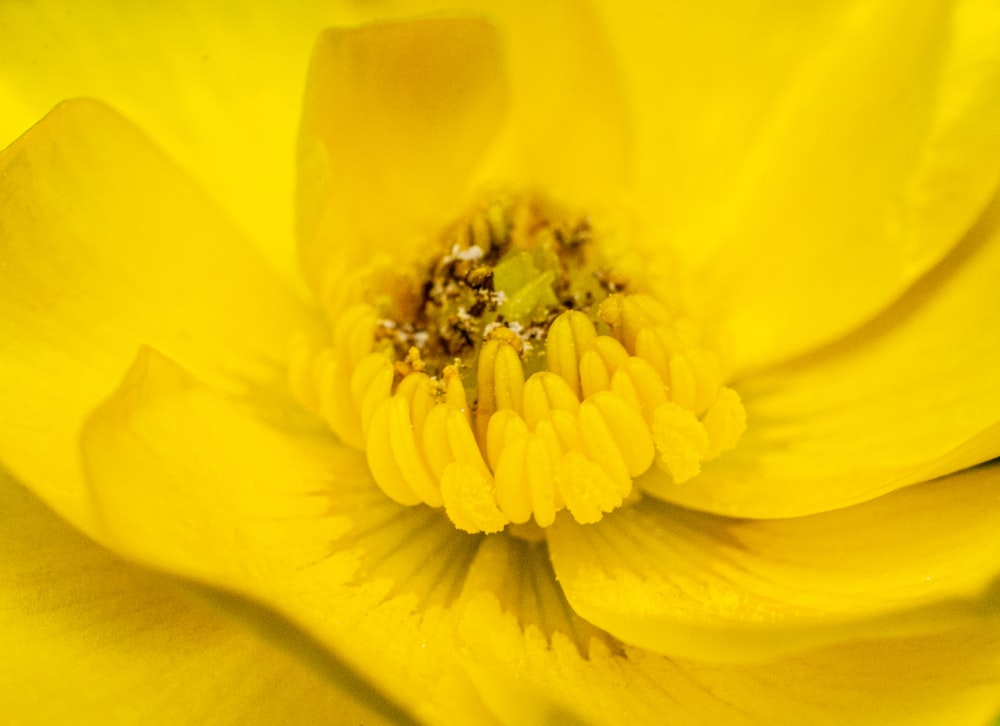 Flor amarilla en la fotografía macro