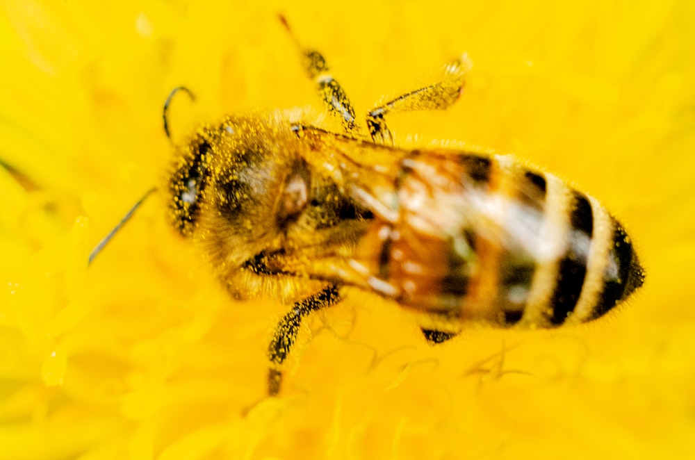 black and yellow bee on yellow flower