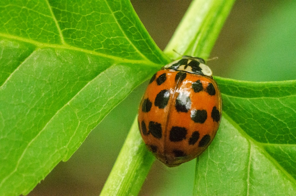 orangefarbener und schwarzer Marienkäfer auf grünem Blatt