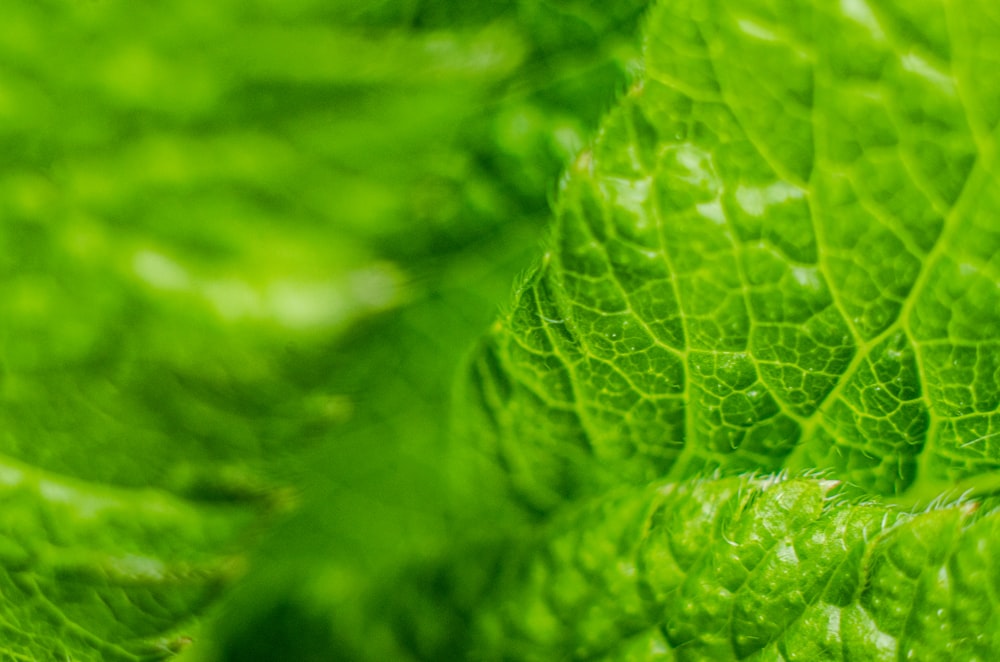 green leaf in macro shot