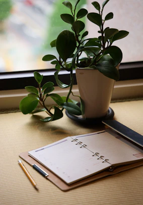 green plant on white ceramic vase