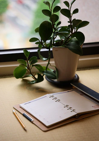 green plant on white ceramic vase