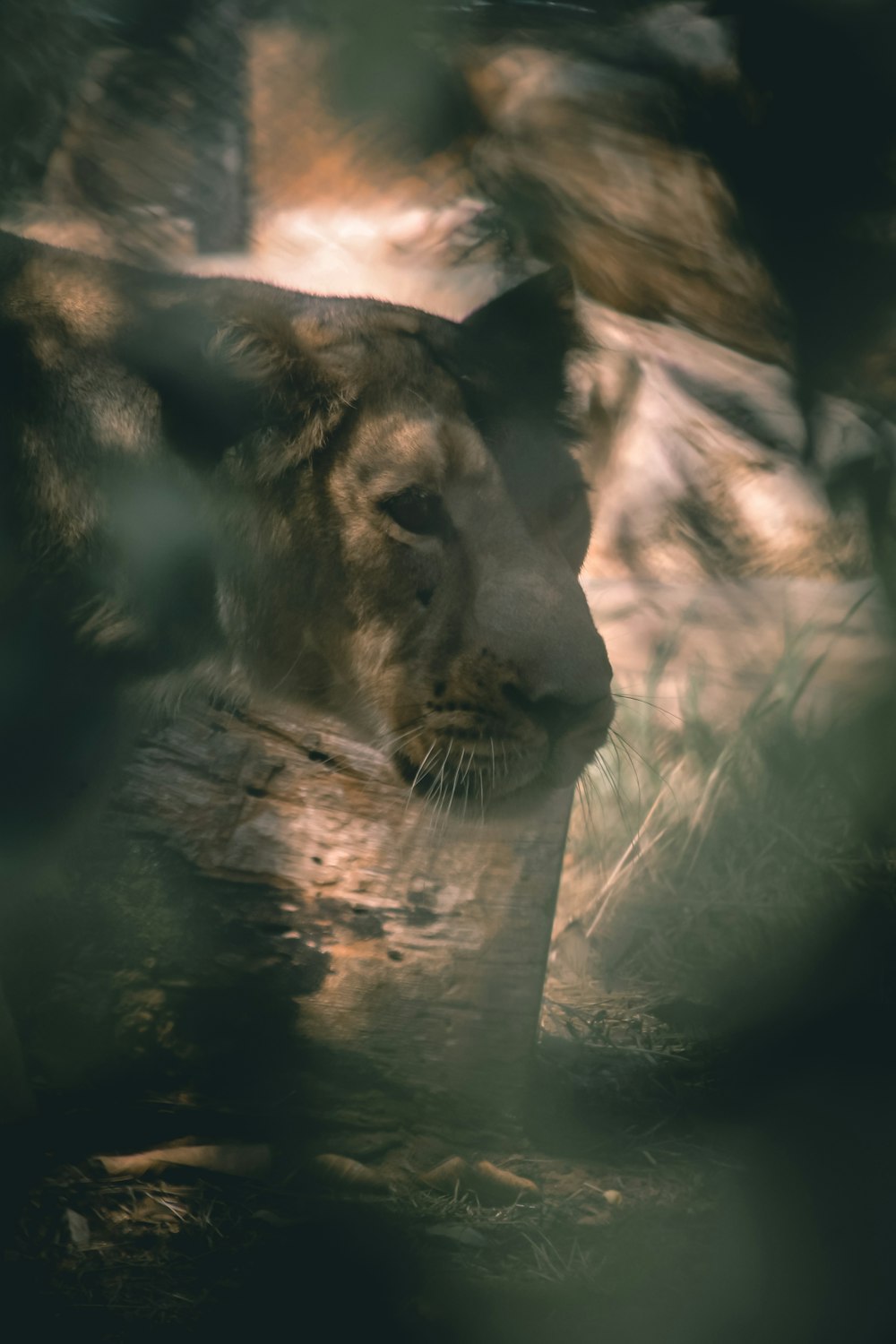 brown lion lying on brown tree branch