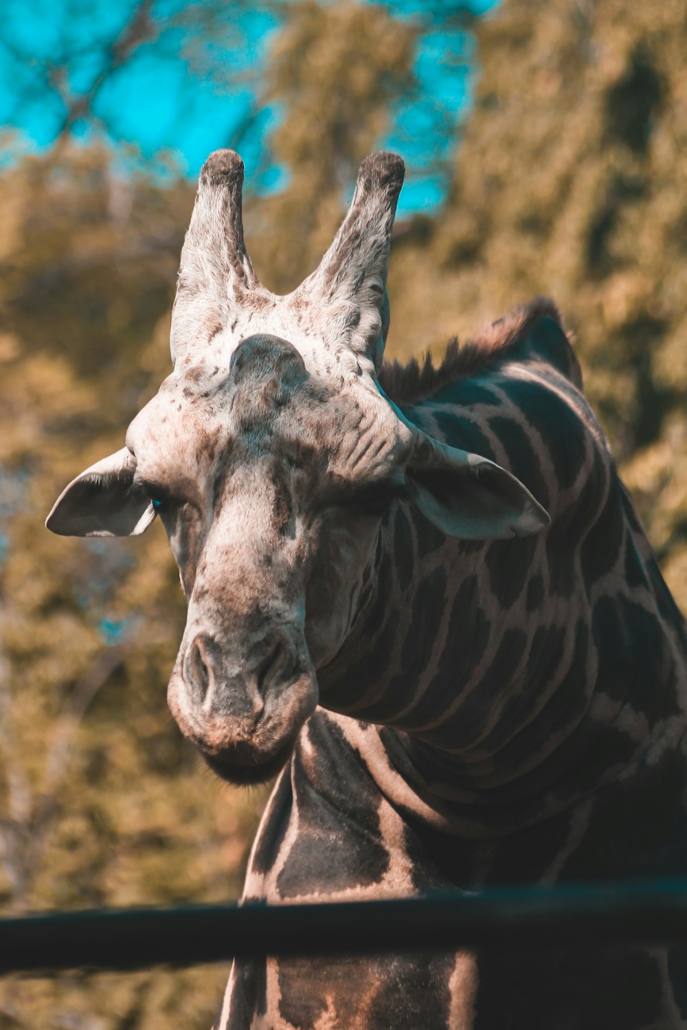 white and black zebra during daytime