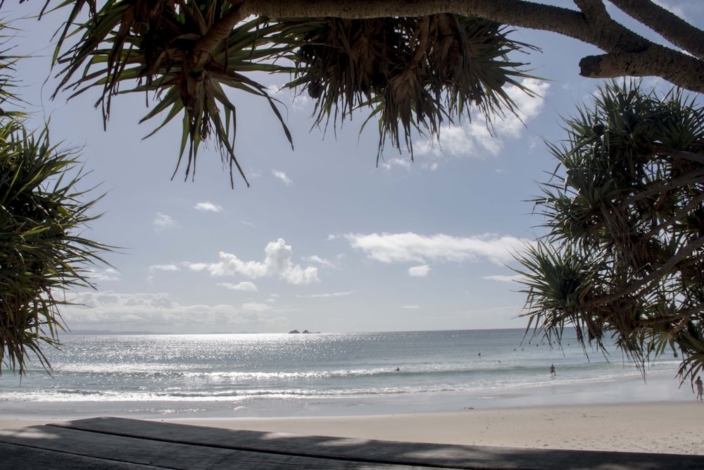 palm tree on beach shore during daytime