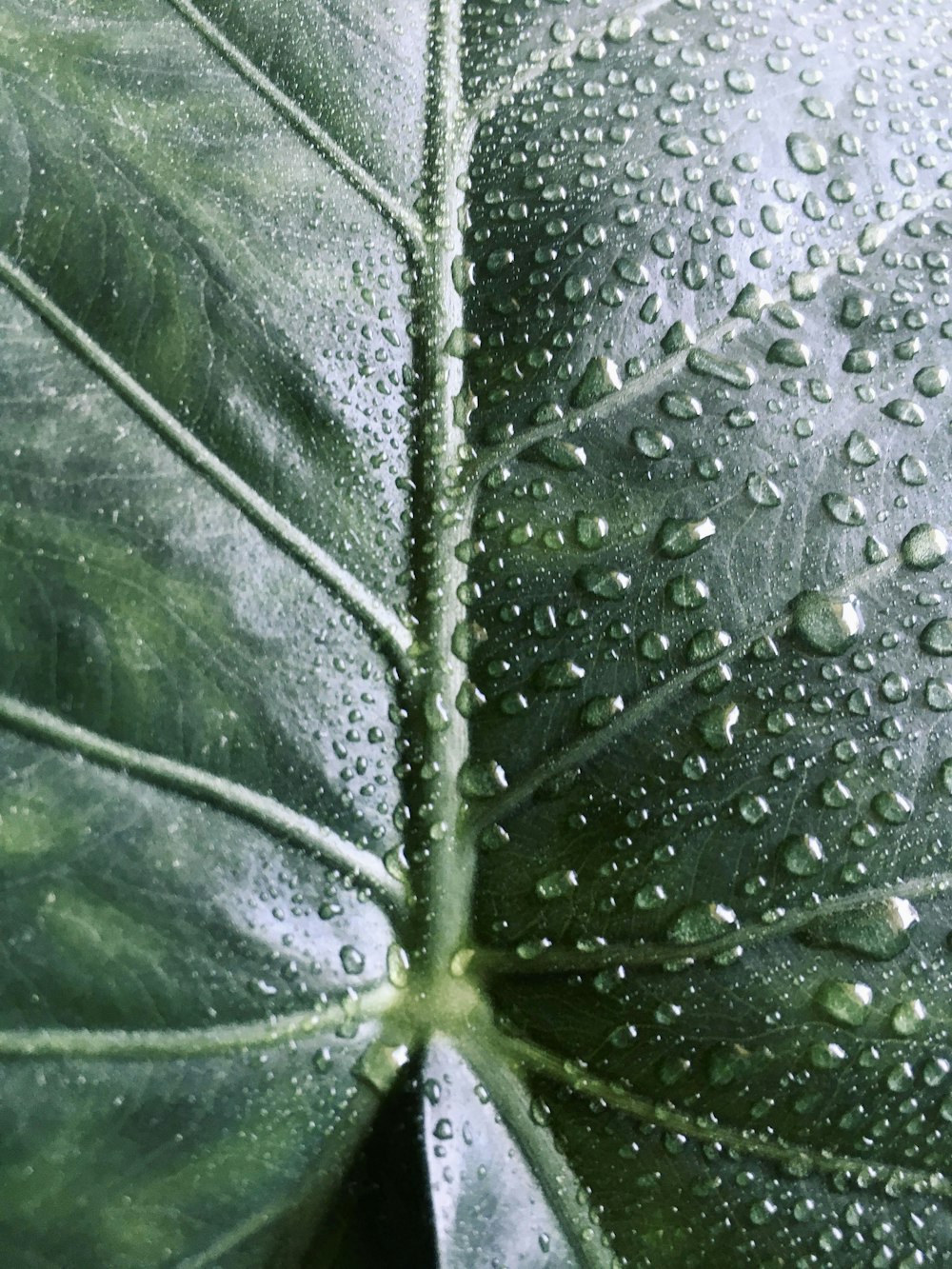 water droplets on green leaf