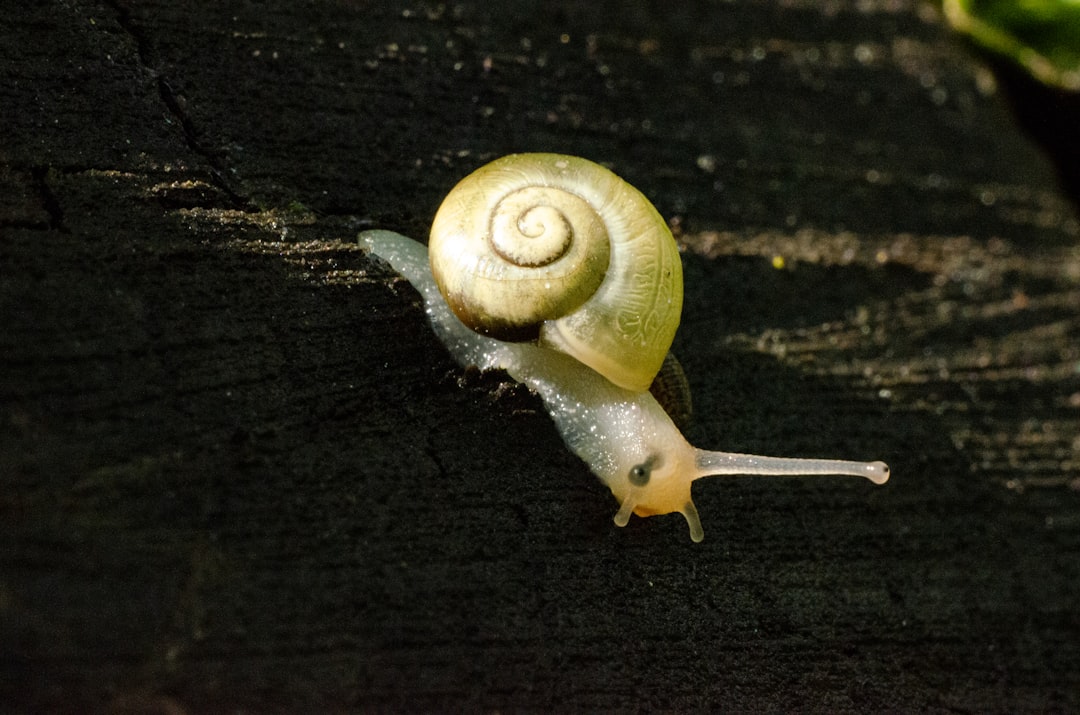 brown snail on black wooden surface