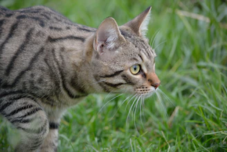 brown tabby cat on green grass during daytime