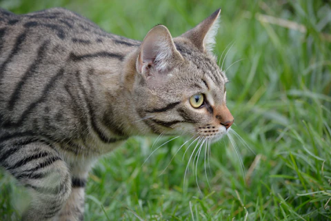 brown tabby cat on green grass during daytime