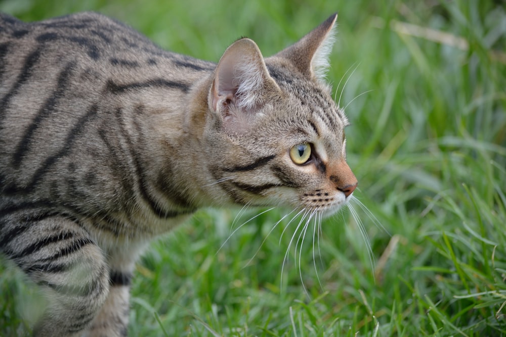 brown tabby cat on green grass during daytime