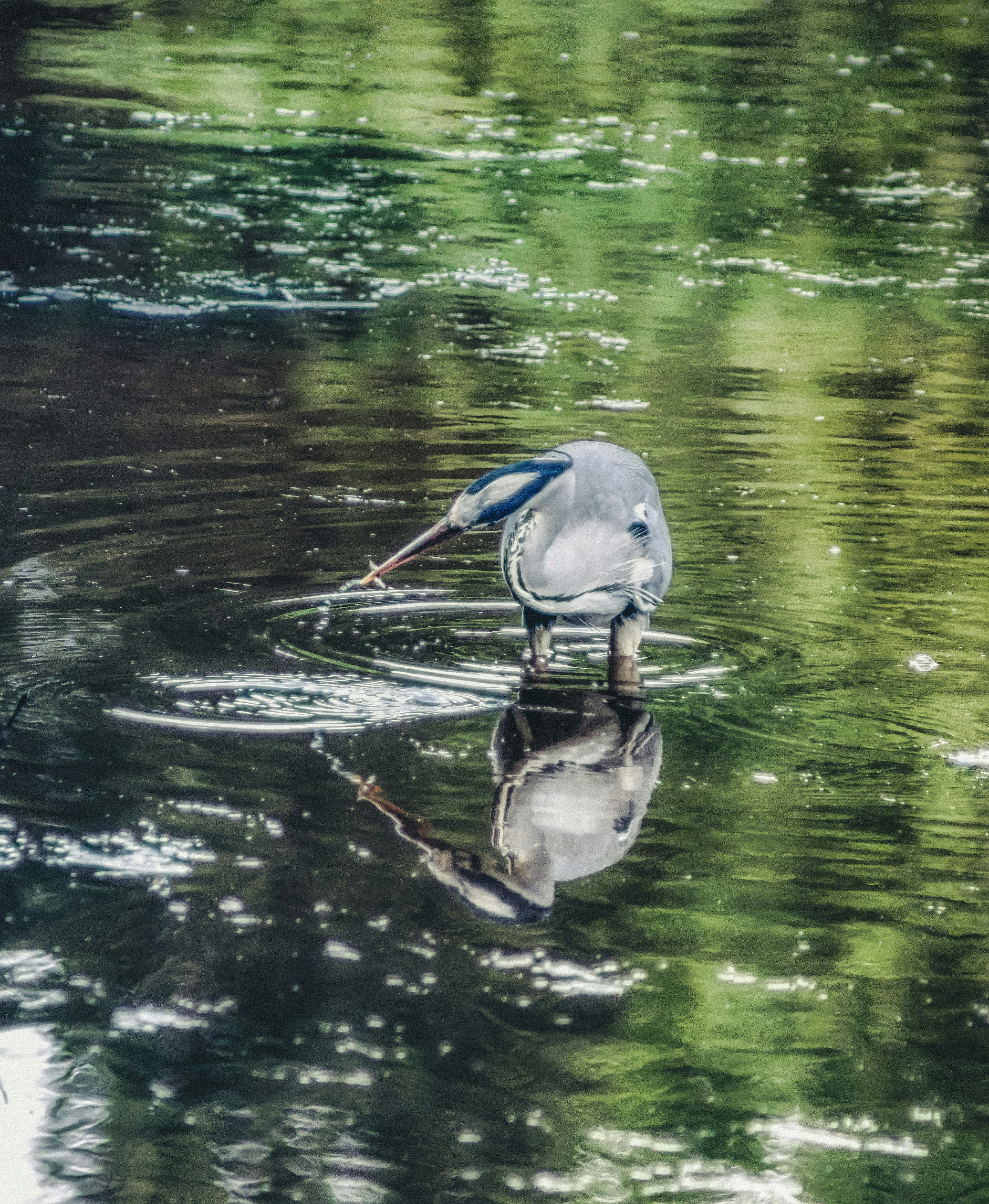 blue and white bird on water