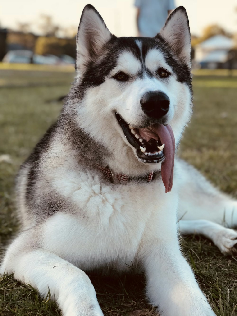 白と黒のシベリアンハスキーの子犬