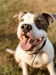 white and black short coated dog