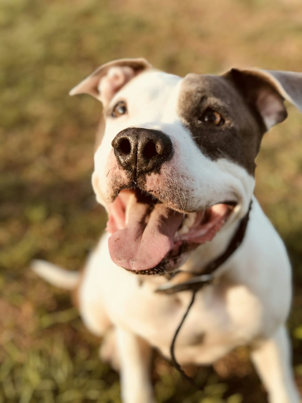 white and black short coated dog