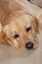 A gentle dog resting its head on a volunteer's lap, radiating trust and calm.